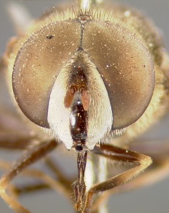 Media type: image;   Entomology 4067 Aspect: head frontal view